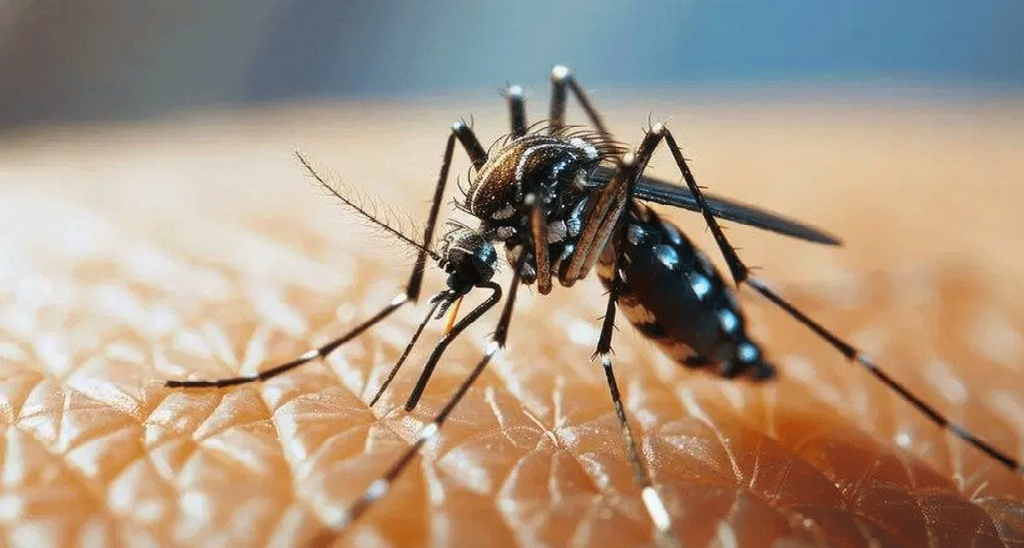 त्योहारों के बीच डरा रहा डेंगू का कहर! अक्टूबर के पहले 23 दिनों में ही 5500 से ज्यादा नए मामले!